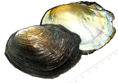 Sinanodonta schrenkii