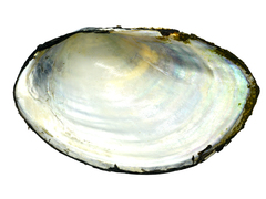 Sinanodonta schrenkii