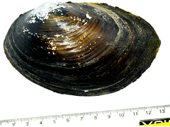 Sinanodonta schrenkii