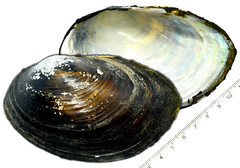 Sinanodonta schrenkii