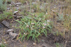 Phlomis hypoleuca