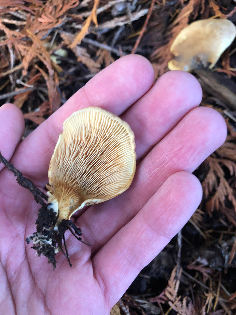 Tapinella panuoides · November 2025 · photo: © logvbiology (iNaturalist, cc-by-nc)