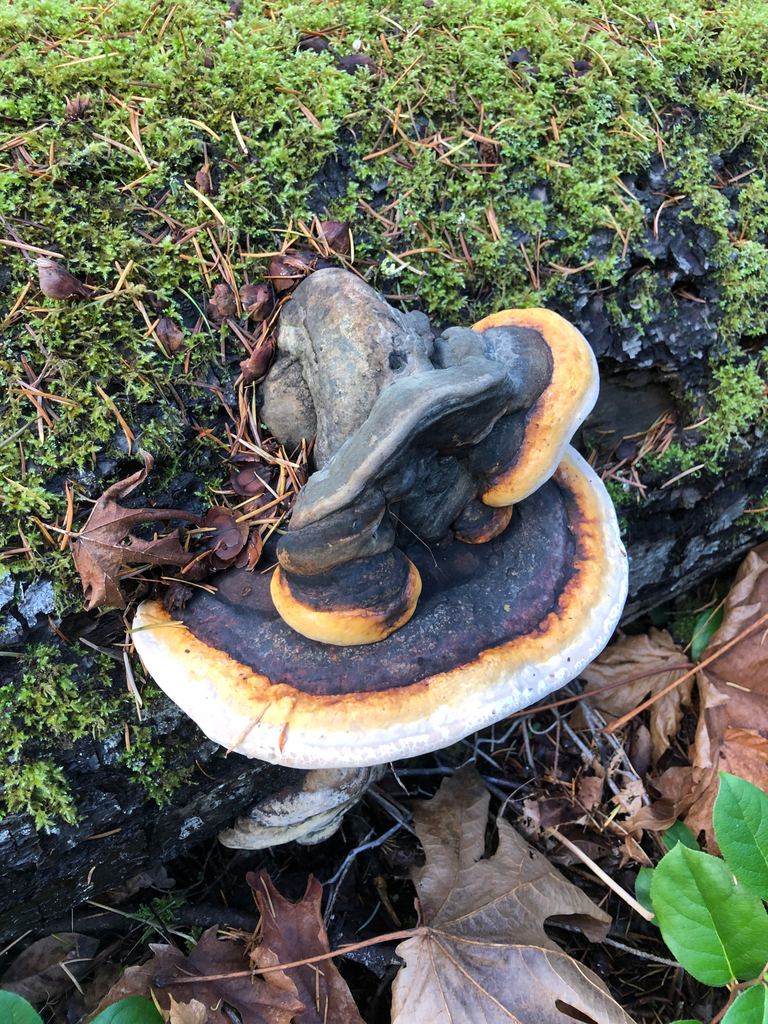 Fomitopsis mounceae · November 2025 · photo: © logvbiology (iNaturalist, cc-by-nc)