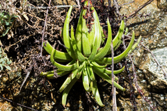 Dudleya viscida