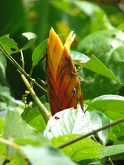 Heliconia episcopalis