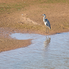 Ardea cinerea
