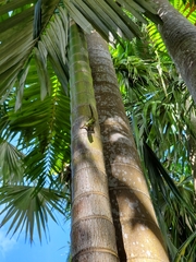 Anolis extremus