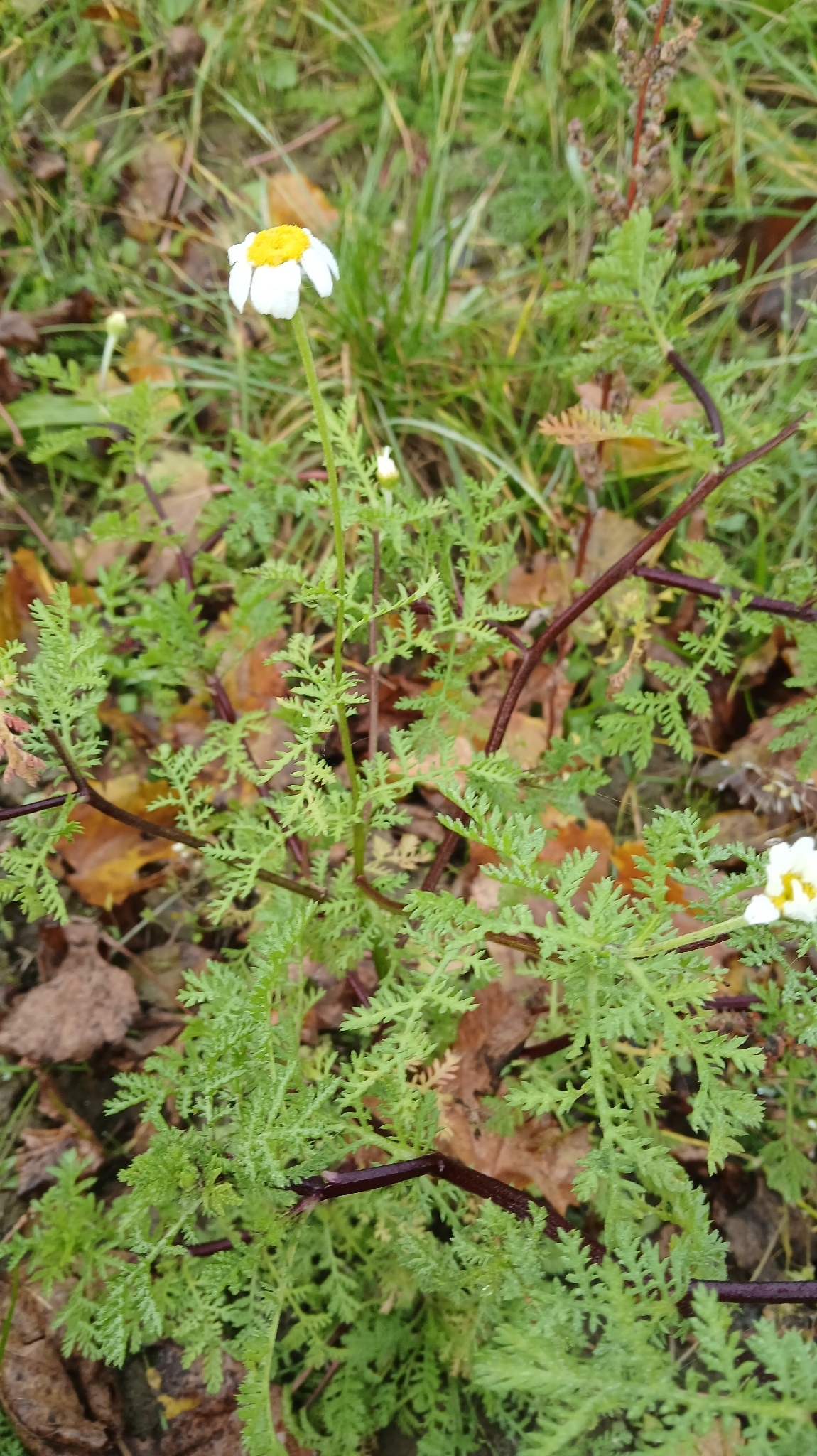 Cota Austriaca (Cota austriaca)