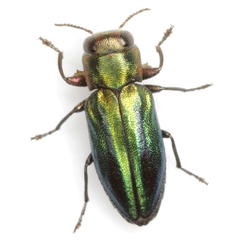 Chrysobothris purpureovittata
