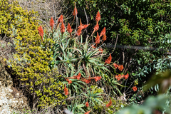 Aloe arborescens
