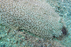 Pardachirus marmoratus