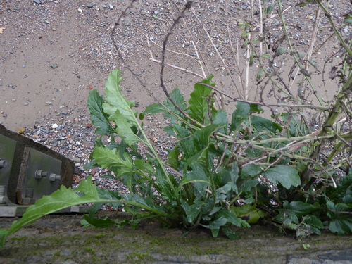 Senecio Aquaticus (Jacobaea aquatica)