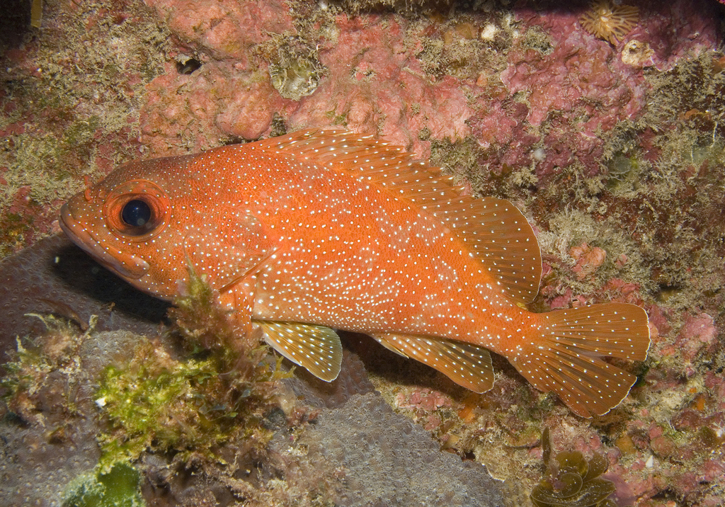 Trachypoma