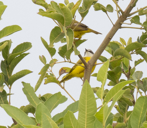 Green-backed Eremomela (Eremomela canescens), photo 2