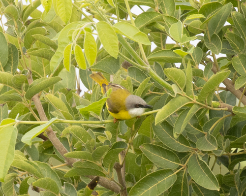 Green-backed Eremomela (Eremomela canescens), photo 3