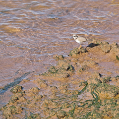 Charadrius hiaticula