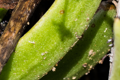 Dudleya viscida