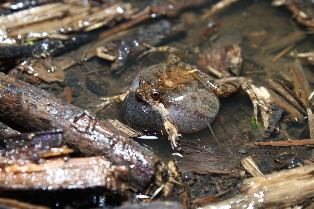 Kroyer's Dwarf Frog