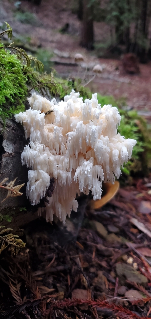 Hericium abietis · November 2025 · photo: © eric_austin (iNaturalist, cc-by)