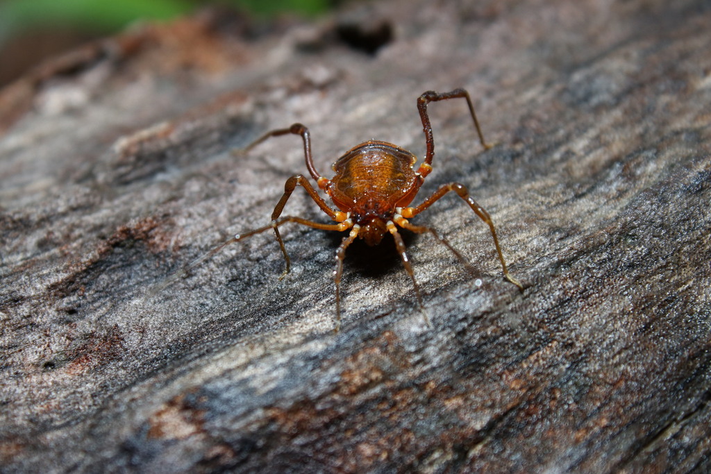 daddy longlegs