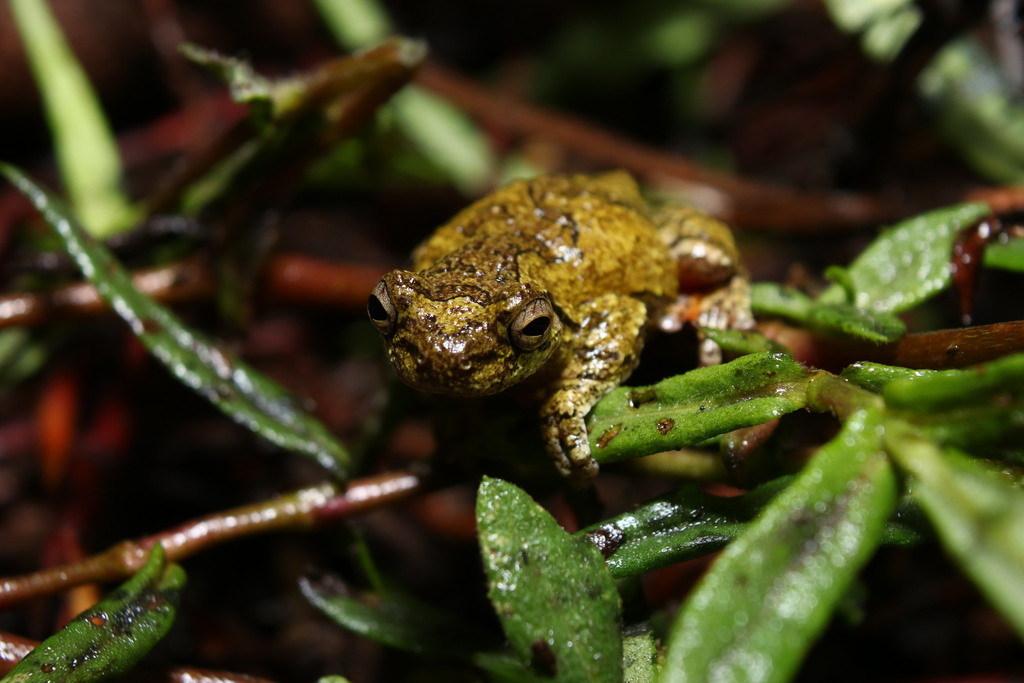 Bokermann's Treefrog