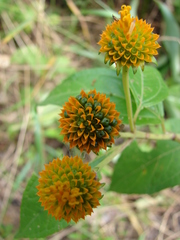 Tilesia baccata