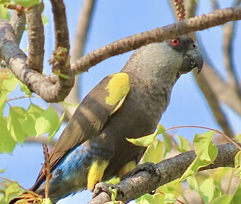 Rüppell's Parrot (Poicephalus rueppellii), photo 7