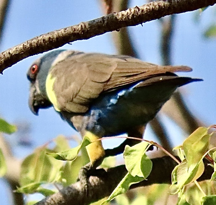 Rüppell's Parrot (Poicephalus rueppellii), photo 5