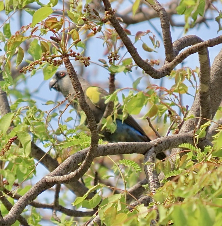 Rüppell's Parrot (Poicephalus rueppellii), photo 6