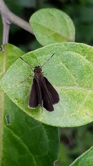 Hesperiidae