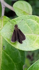 Hesperiidae