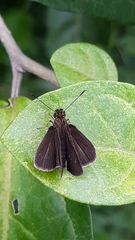 Hesperiidae