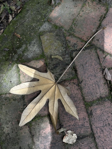 Oreopanax pallidus, photograph 1