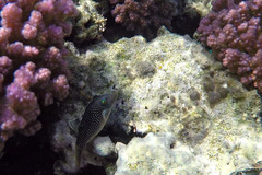 Canthigaster margaritata
