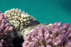 Canthigaster margaritata