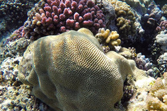 Leptoria phrygia
