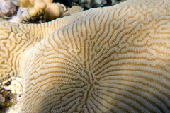 Leptoria phrygia