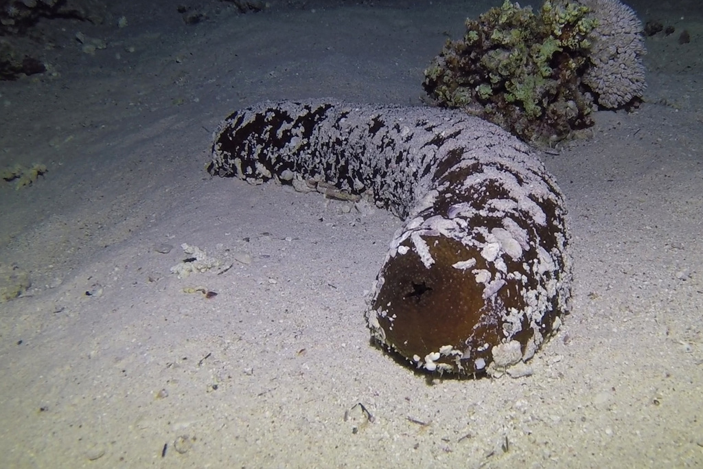 Brown Sandfish