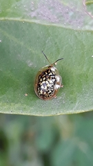 Cteisella confusa