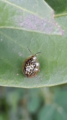 Cteisella confusa