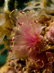 Painted Tunicate photo 2
