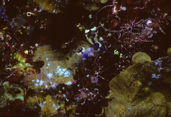 Painted Tunicate photo 5
