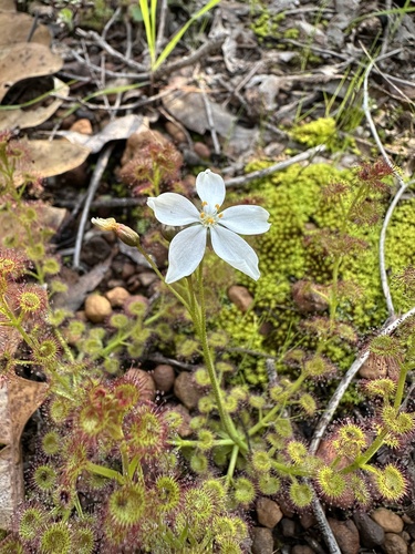 leafy sundew (Drosera stolonifera)
