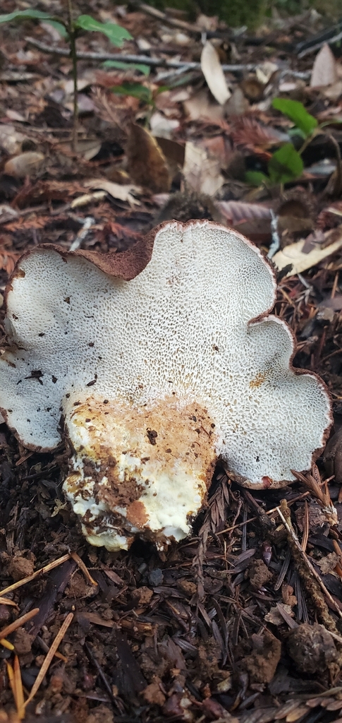 Scutiger pes-caprae · November 2025 · photo: © eric_austin (iNaturalist, cc-by)