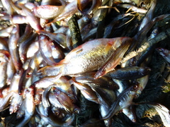 Rhynchocypris percnurus