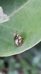 Cteisella confusa