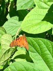 Dione vanillae maculosa