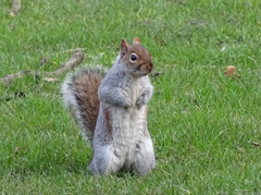 Sciurus carolinensis