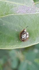 Cteisella confusa