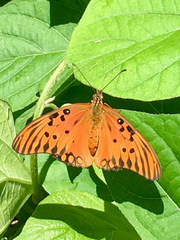 Dione vanillae maculosa